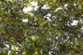 The wild fruit tree Royalty Free Stock Photo